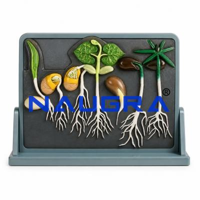 Comparative Germination for Biology Lab