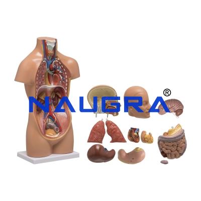 School Science Lab Human Torso Models