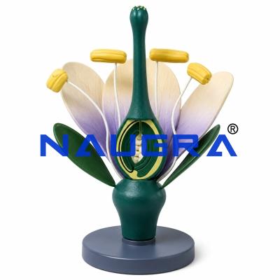 Typical Flower for Biology Lab
