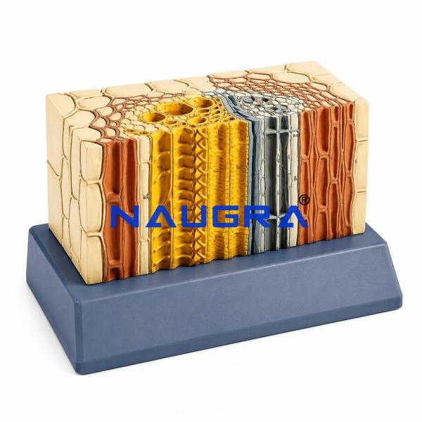Open Collateral Conducting Bundle of Dicotyle for Biology Lab