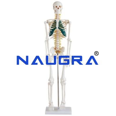 School Science Lab Human Skeleton Models
