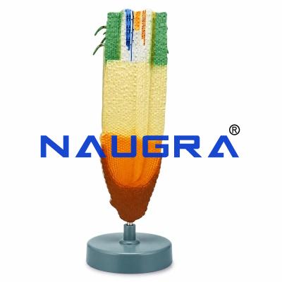 Root Tip of Fern for Biology Lab