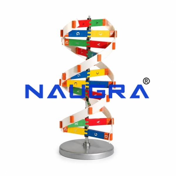 Human D.N.A Kit  Anatomy Model for Biology Lab
