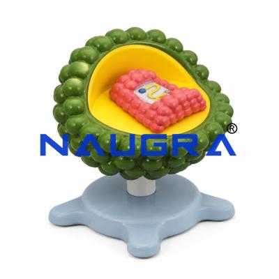 Aids Virus for Biology Lab