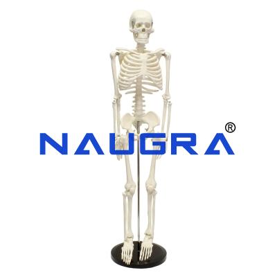School Science Lab Skeleton Bones and Joints Model