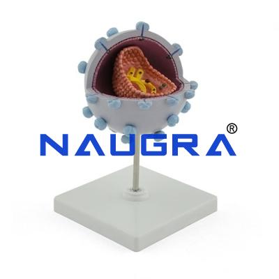 School Science Lab DNA Model Virus Model