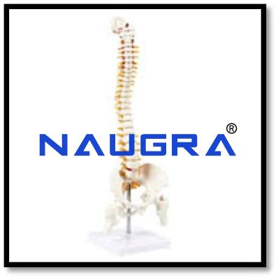 Disarticulated Human Spine Model