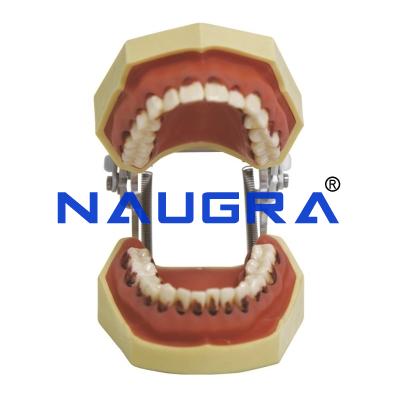 School Science Lab Anatomy Human Tooth