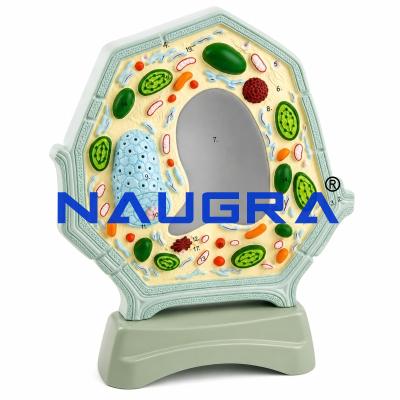 Plant Cell Magnified for Biology Lab