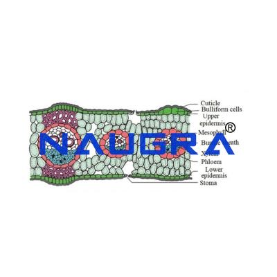 School Science Lab Botany Models