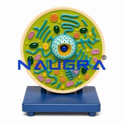 Typical Plant Cell for Biology Lab