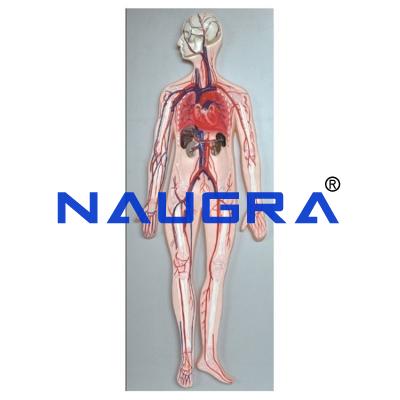 School Science Lab Circulatory And Nervous System