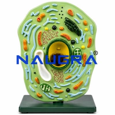 Plant Cell Microscopic for Biology Lab