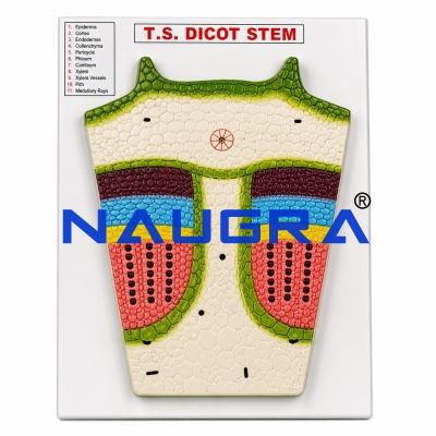 Dicot Stem T.S. for Biology Lab