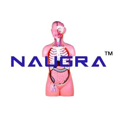 Anatomical Models for School Science Lab