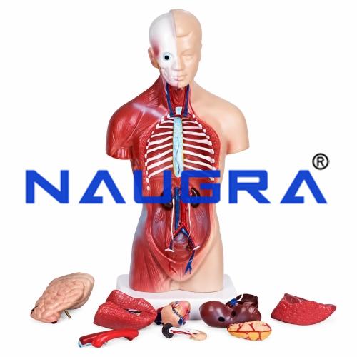Human Anatomical Models for School Science Lab