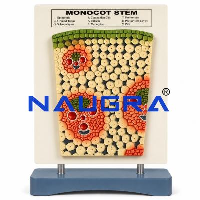 Monocot Stem T.S. for Biology Lab