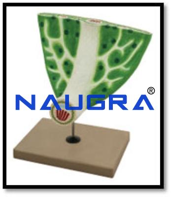 Leaf Anatomy Model