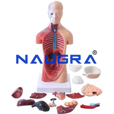 School Science Lab Human System Model