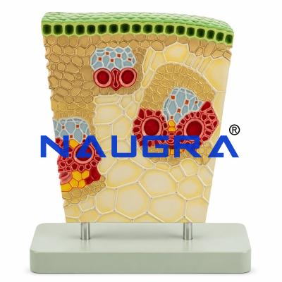Tissue Structure of Tree Shoot for Biology Lab
