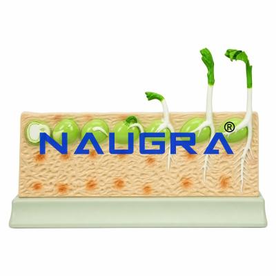 Dicot Seed Germination (PEA) for Biology Lab