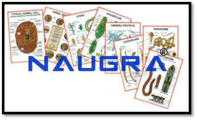 General Zoology Chart Set